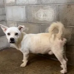 군산시 흰색 믹스견 수컷