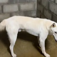 군산시 흰색 믹스견 수컷
