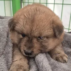 군산시 갈색 믹스견 암컷