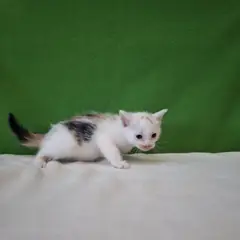 군산시 기타(삼색) 믹스묘 암컷