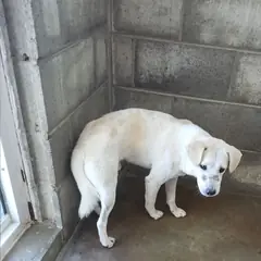 군산시 흰색 믹스견 수컷