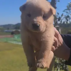군산시 흰색 믹스견 수컷