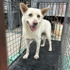익산시 흰색 믹스견 암컷