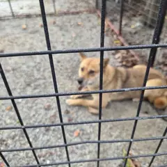 익산시 흑갈색 진도견 암컷