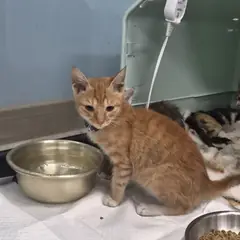 익산시 레몬색&흰색 한국 고양이 수컷