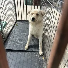 익산시 흰색 믹스견 수컷