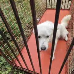 익산시 흰색 믹스견 암컷