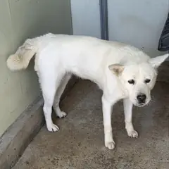 익산시 흰색 진도견 암컷