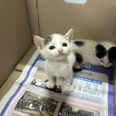 익산시 검은색흰색황토색조합 한국 고양이 암컷