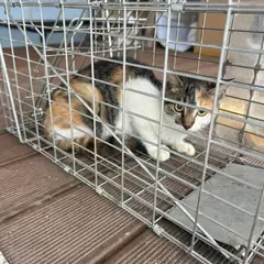 익산시 검은색흰색황토색조합 한국 고양이 암컷