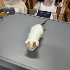 익산시 검은색흰색황토색조합 한국 고양이 암컷