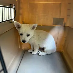 익산시 흰색 믹스견 수컷