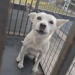 익산시 흰색 믹스견 암컷