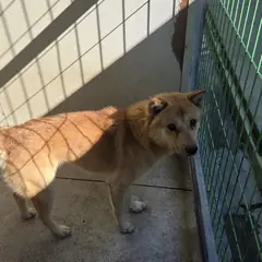 익산시 갈색 믹스견 수컷