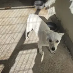 익산시 흰색 믹스견 암컷