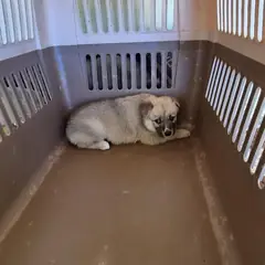 익산시 갈색 믹스견 암컷