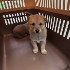 익산시 기타(갈색) 진도견 수컷