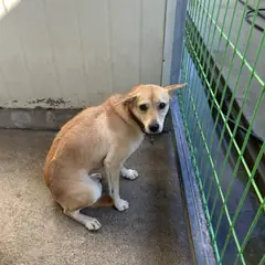 익산시 갈색 믹스견 암컷