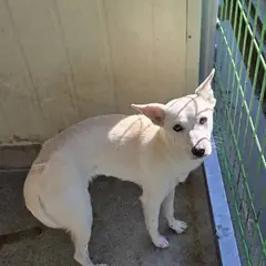 익산시 흰색 믹스견 암컷
