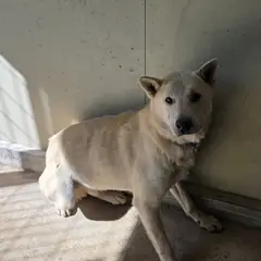 익산시 흰색 진도견 수컷