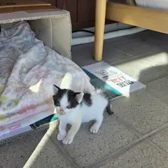 익산시 흰색/검은색 얼룩무늬 한국 고양이 수컷