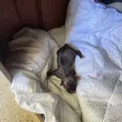 익산시 검정색 믹스견 암컷