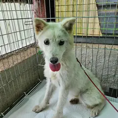 정읍시 흰색 믹스견 암컷