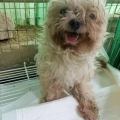 정읍시 흰색 말티즈 수컷