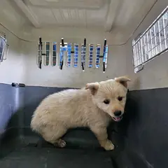 정읍시 흰색 믹스견 암컷