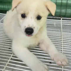 정읍시 크림색 믹스견 수컷