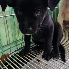 정읍시 검정색 믹스견 암컷