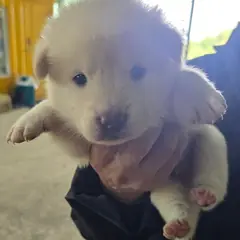 정읍시 흰색 믹스견 수컷
