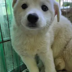 정읍시 흰색 믹스견 수컷