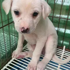 정읍시 흰색 믹스견 암컷