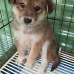 정읍시 밤색&흰색 믹스견 암컷