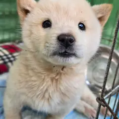 정읍시 흰색 믹스견 암컷