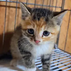 정읍시 검은색흰색황토색조합 한국 고양이 성별 미상
