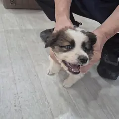 남원시 기타(믹스) 믹스견 수컷