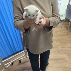 남원시 기타(흰색) 믹스묘 성별 미상