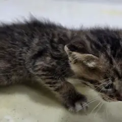 남원시 기타(호피색) 한국 고양이 암컷