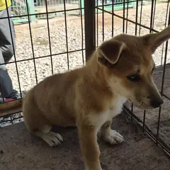 김제시 갈색 믹스견 암컷