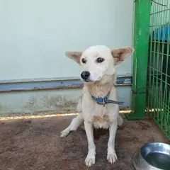 김제시 흰색 믹스견 암컷