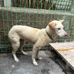 완주군 흰색 믹스견 암컷