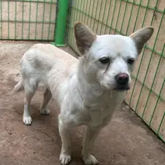 완주군 흰색 믹스견 암컷