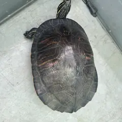 완주군 기타(검정) 기타축종 성별 미상