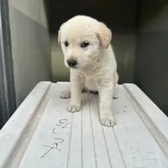 완주군 흰색 믹스견 수컷