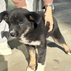 완주군 검정색 믹스견 수컷