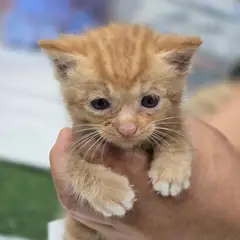 진안군 레몬색&흰색 한국 고양이 성별 미상