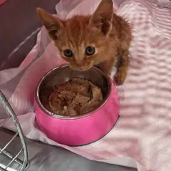 진안군 레몬색&흰색 한국 고양이 수컷
