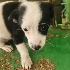 진안군 검정&흰색 믹스견 수컷